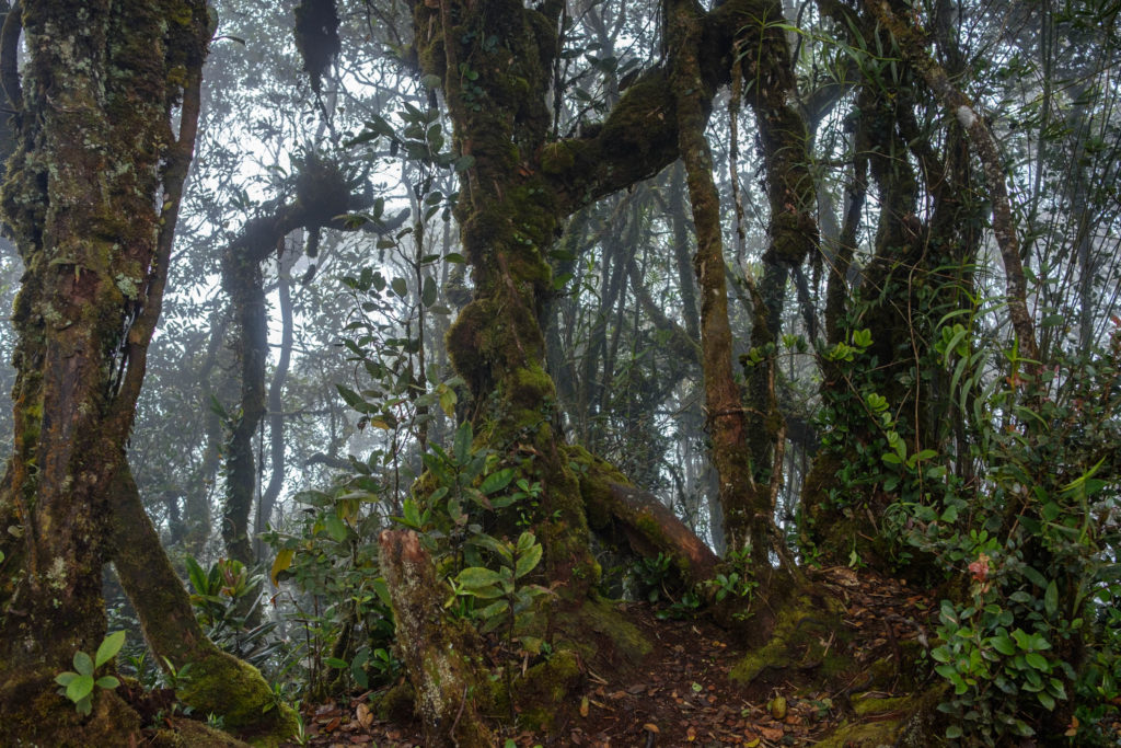 Mossy forest aux Cameron Highlands, Malaisie