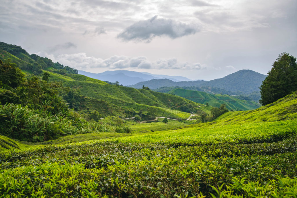 Plantation de thé des Cameron Highlands - Vanema