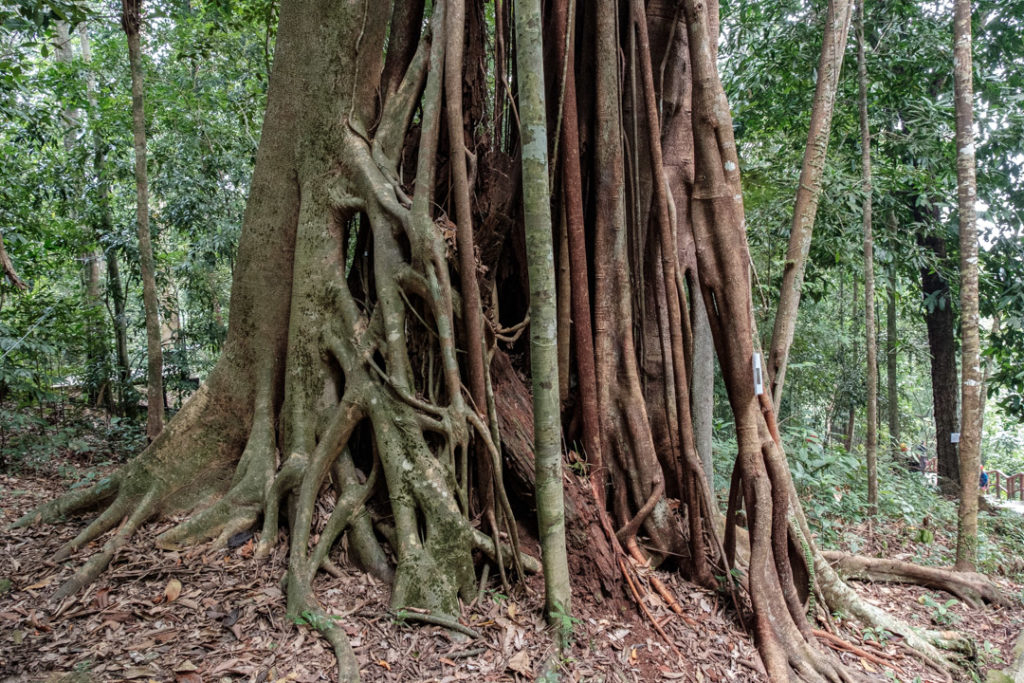 arbre de Langkawi