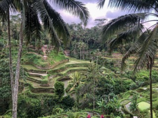 Tegalalang rice terrace Indonésie