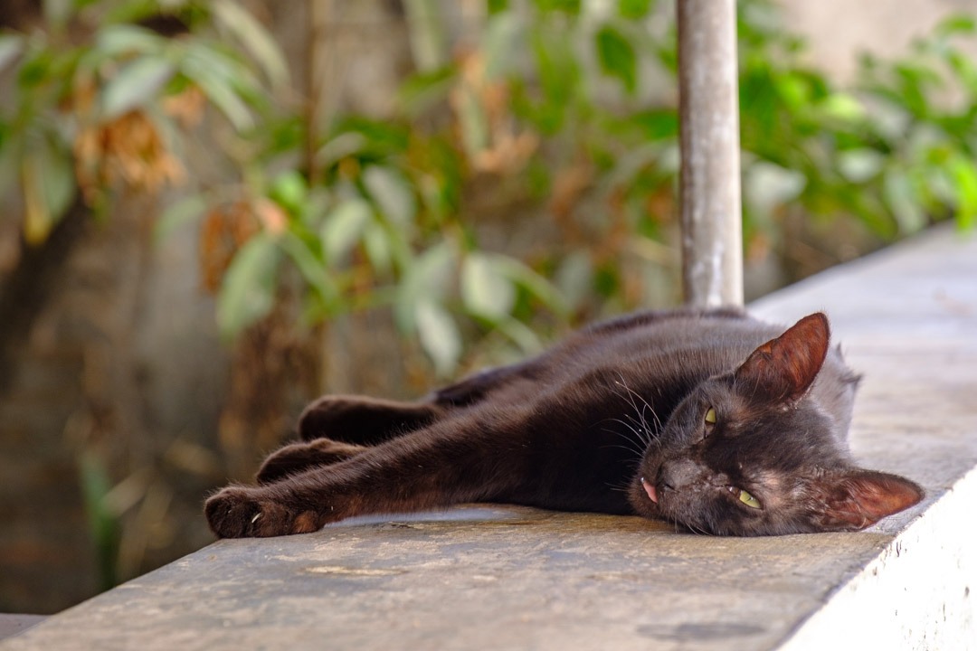 Chat endormi dans une rue de Yogyakarta