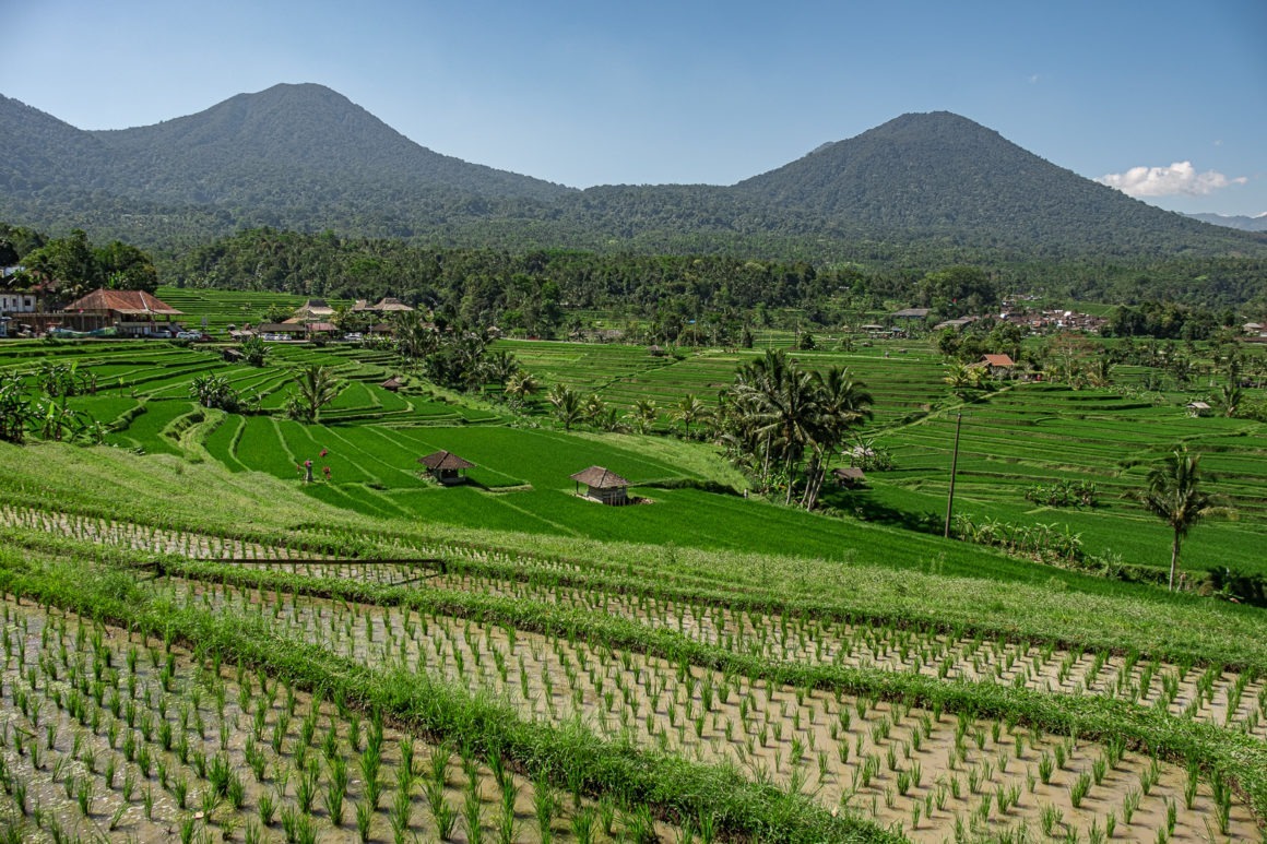 Les rizières de Jatiluwih font partie des plus belles rizières de Bali