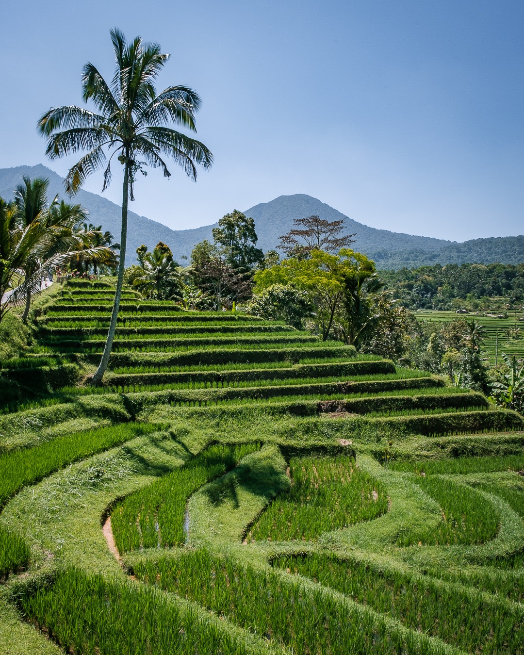 Les rizières de Jatiluwih à Bali sont inscrites au patrimoine mondial de l'Unesco