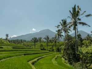 Les rizières de Jatiluwih en Indonésie