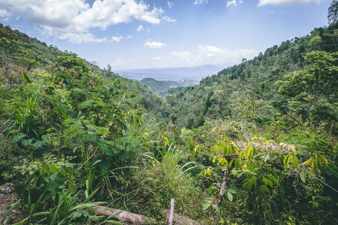 Les sentiers de randonnée à Munduk offrent une véritable immersion dans la jungle tropicale